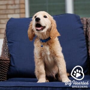 Mini Golden puppy responding to recall training, about to jump from a chair to jump to owner
