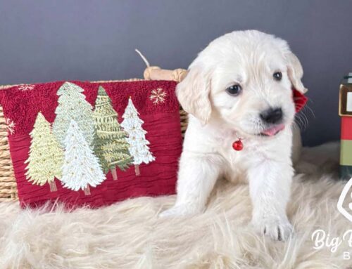 Recall Training: Teach Your Puppy to Come Every Time