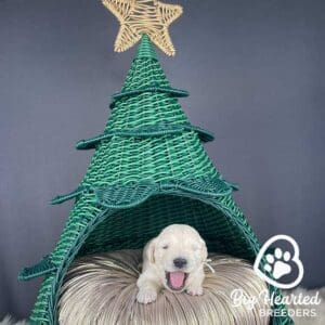 White mini Golden yawning, sitting in a dog bed shaped like a Christmas tree