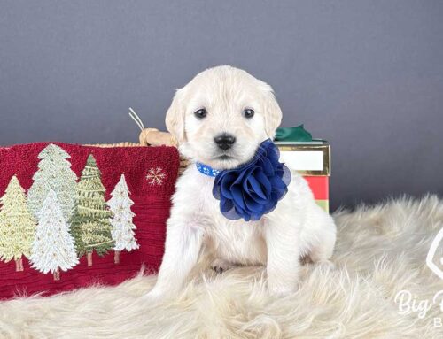 Signs Your Dog Is in Pain: How to Recognize Subtle Changes