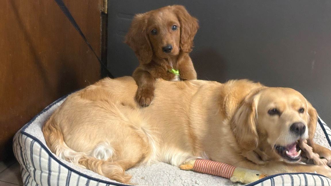 Mini Golden Retriever puppy climbing on top of hid mother, who is laying down in a dog bed
