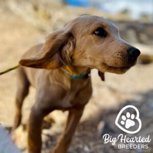 Mini Golden retriever running outside