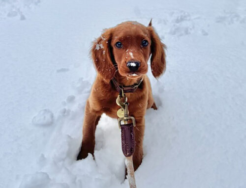 Why Do Dogs Zoom? Understanding Mini Golden Retriever Energy Bursts