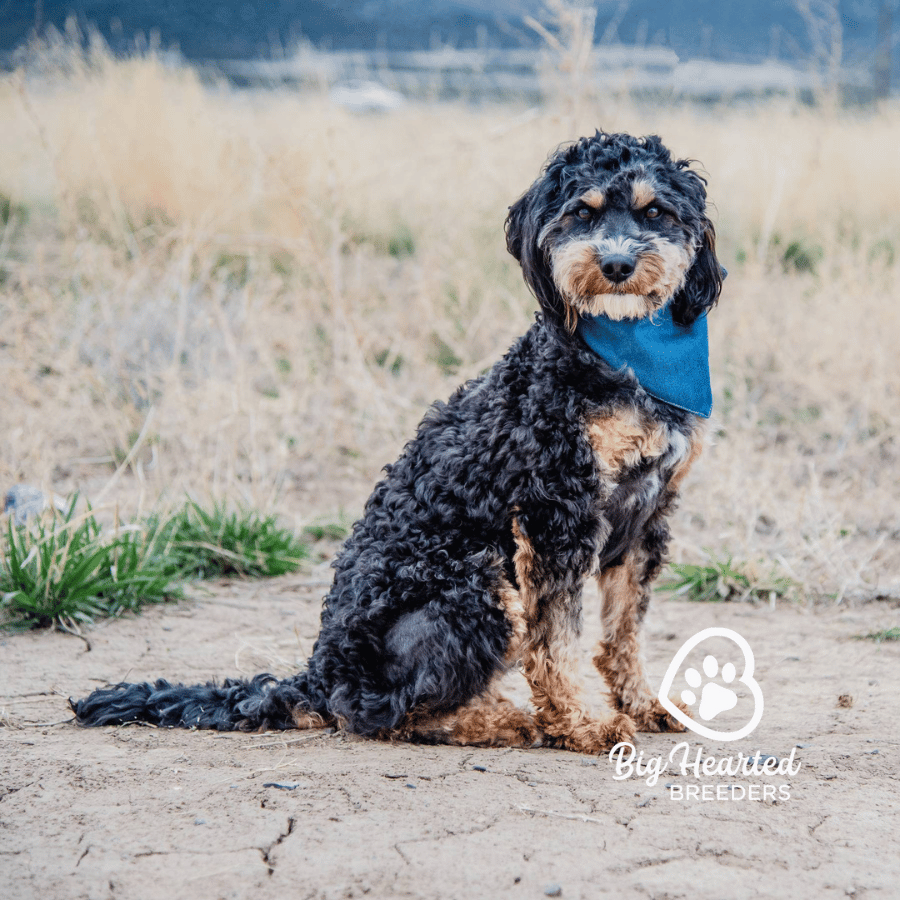 Smooch, Mini Goldendoodle, Big Hearted Breeders