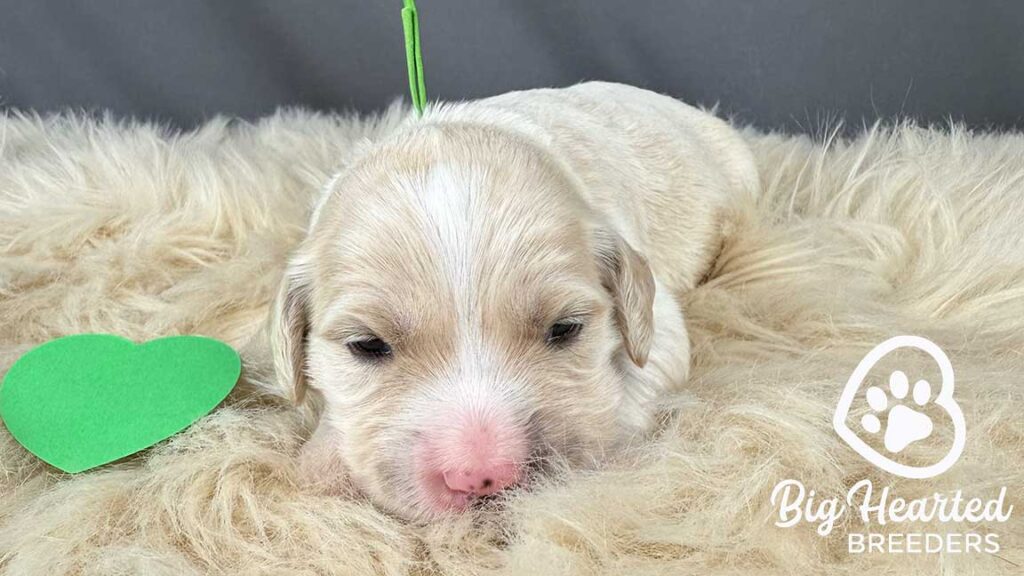 Mini Golden puppy laying down on a fluffy blanket