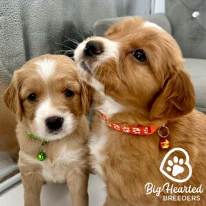 Two puppies with good puppy temperament thanks to ethical breeding and good genetics