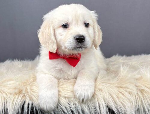 The Role of Genetics in Puppy Temperament