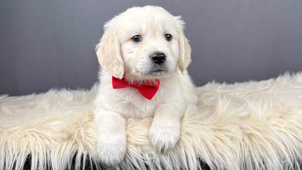 White mini Golden retriever puppy wearing a red bowtie