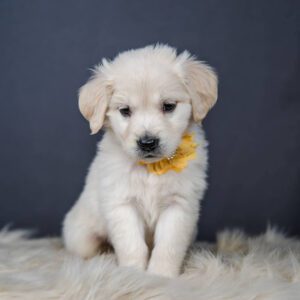 White mini Golden puppy with a yellow collar with a flower