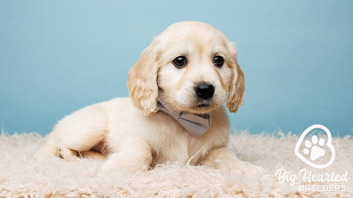 Mini golden with a blue background, after receiving great care from the right vet