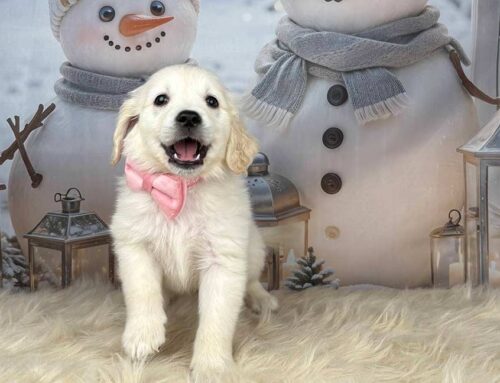 How to Choose the Right Vet for Your Dog