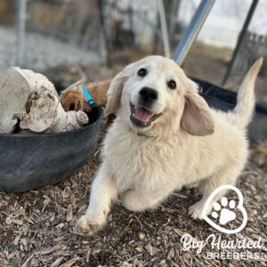 White Mini Golden puppy running towards the camera