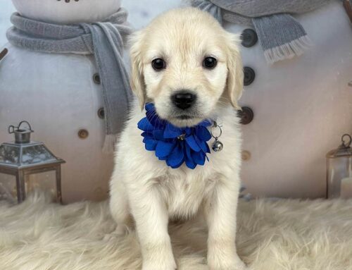 Puppy Feeding Schedule by Age: A Practical Growth Guide