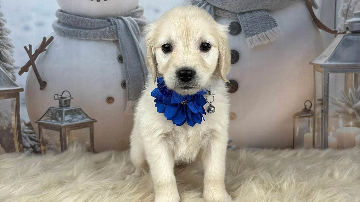 Mini Golden puppy wearing a blue flower around its neck