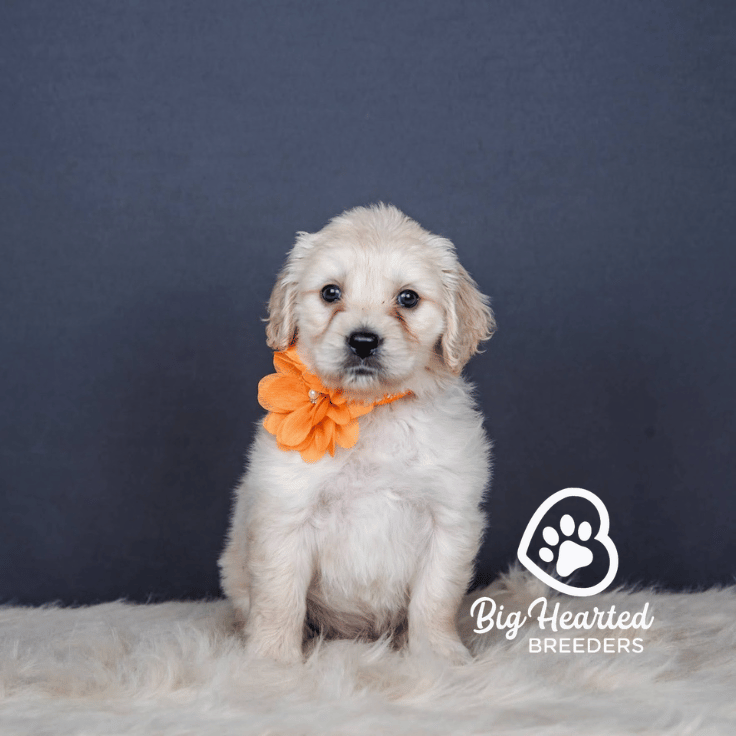 Annette, Mini Golden Retriever Puppy, Big Hearted Breeders