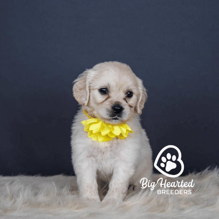 Collette, Mini Golden Retriever Puppy, Big Hearted Breeders