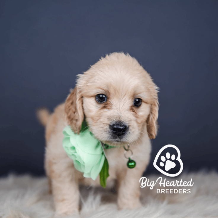 Daniella, Mini Golden Retriever Puppy, Big Hearted Breeders