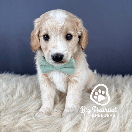Emerald, Mini Golden Retriever Puppy, Big Hearted Breeders