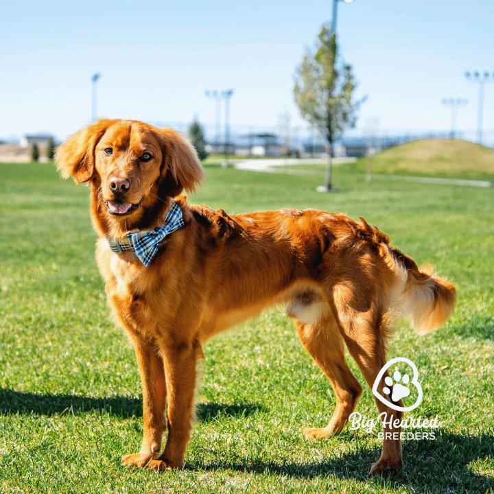 George, Mini Golden Retriever, Big Hearted Breeders