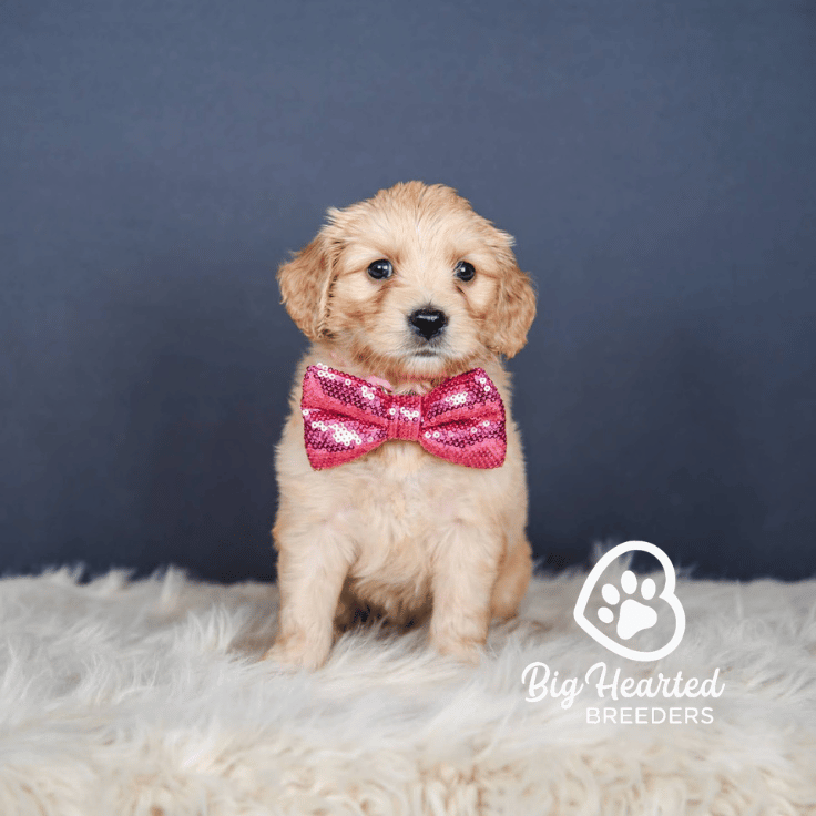 Jock, Mini Golden Retriever Puppy, Big Hearted Breeders