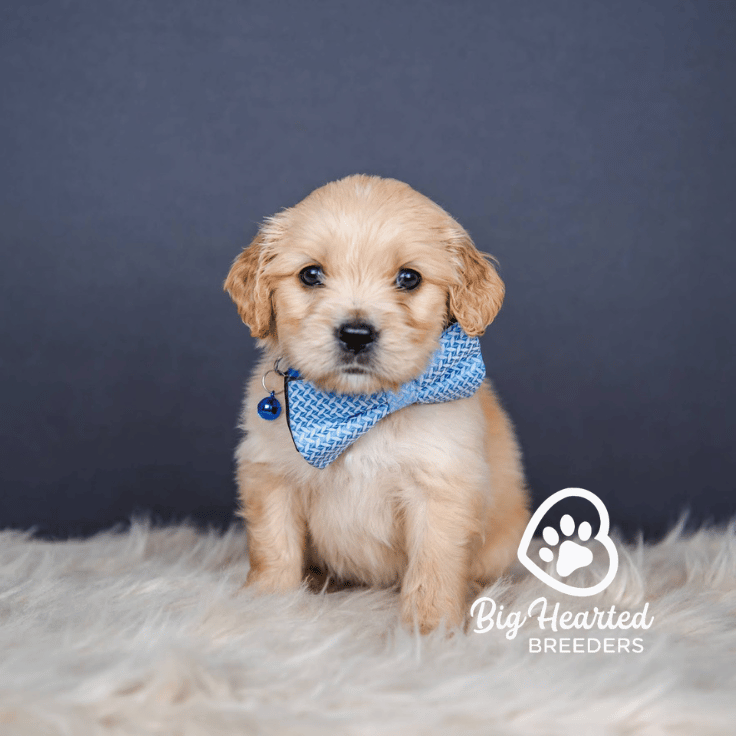 Scamp, Mini Golden Retriever Puppy, Big Hearted Breeders
