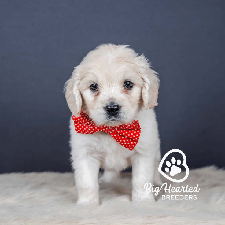 Trusty, Mini Golden Retriever Puppy, Big Hearted Breeders