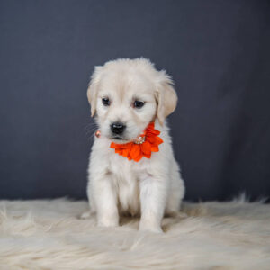 White mini Golden with a red bow, right after a session of early grooming conditioning