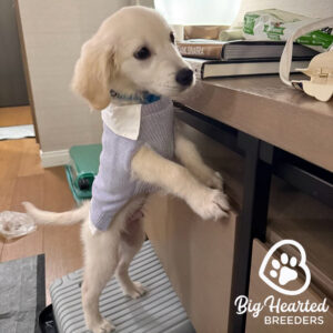 Mini Golden dog wearing a purple and white shirt