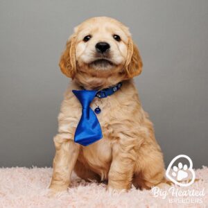 Mini golden Retriever puppy with a blue tie