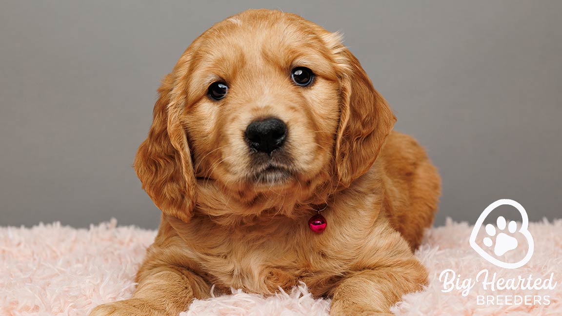 Mini Golden puppy who is receiving early grooming conditioning