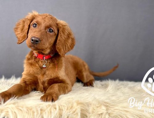 Early Grooming Conditioning: Why It Matters for Puppies