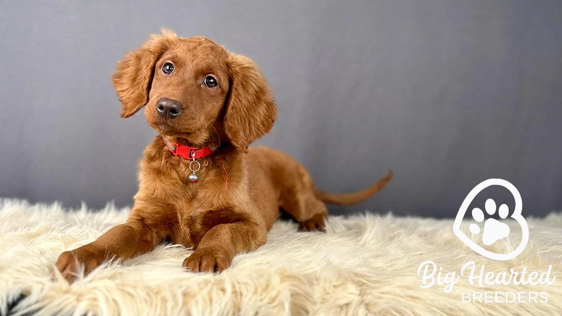 Mini Golden Retriever lying on a white blanket with his tail wiggling
