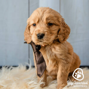 Mini Golden Retriever puppy working on building emotional resilience before going home to his new family
