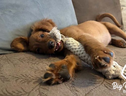 How to Build Emotional Resilience in Your Puppy