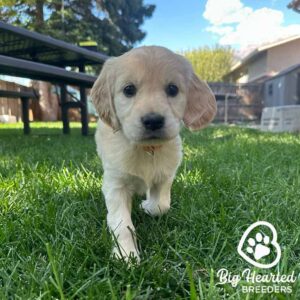 Puppy walking in the grass on a hot day, in a shaded area because of risks of heatstroke in dogs