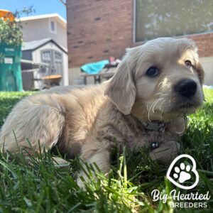 Puppy lying down in the grass in the shade, because owners are being careful of protecting him from heatstroke in dogs