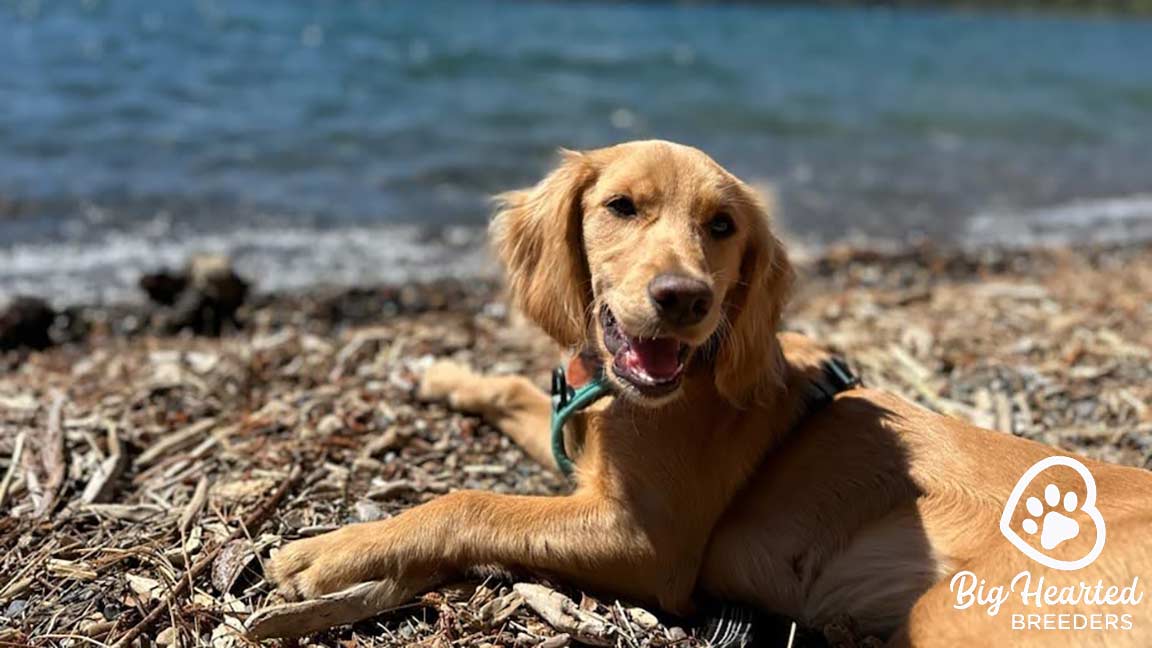Mini Golden lying down by the sea at the beach 