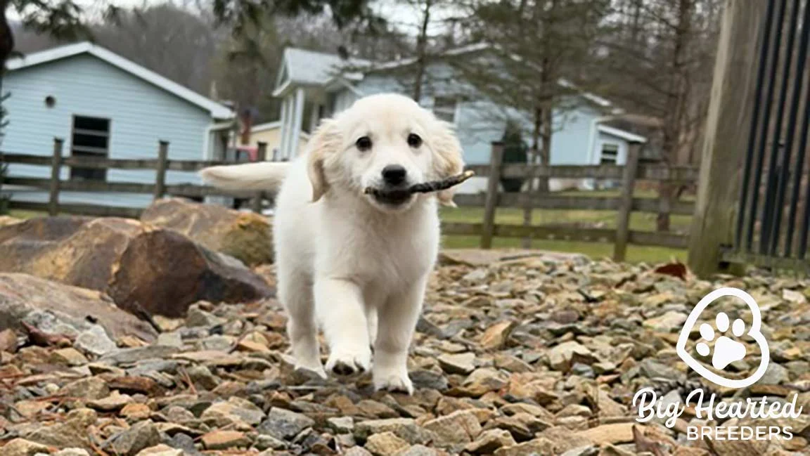 Mini Golden Retriever puppy running outside with a stick in his mouth