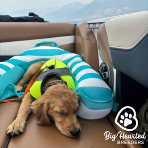 Dog sleeping after a long day on the boat, a situation where preparing your dog is important