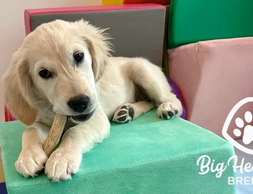Preparing Your Dog for Meeting New People and Pets