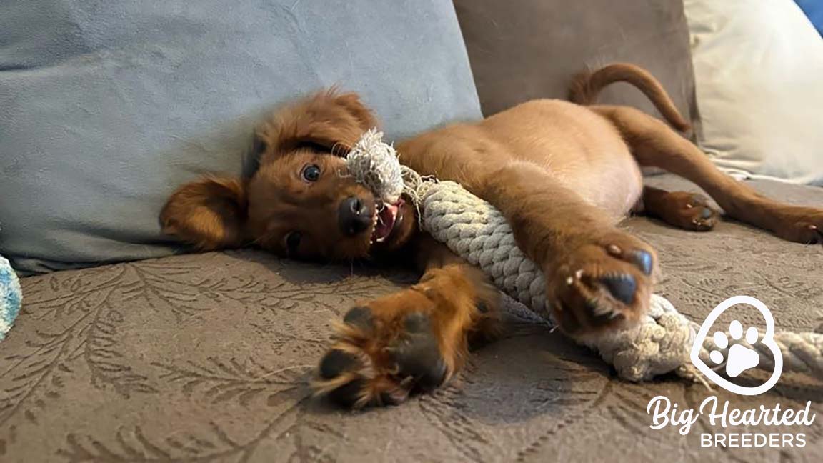 Mini Golden laying on the couch with a dog toy in its mouth
