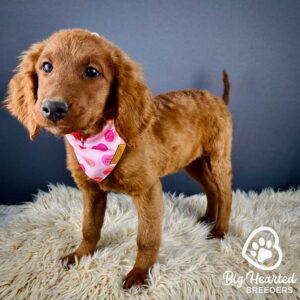 Mini Golden Retriever dog with a white and pink bandana