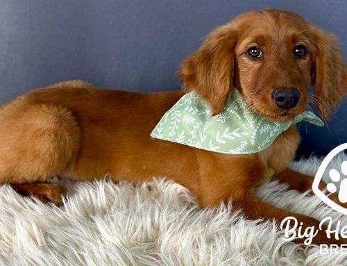 Decoding Puppy Whines: What Your Puppy’s Sounds Are Telling You