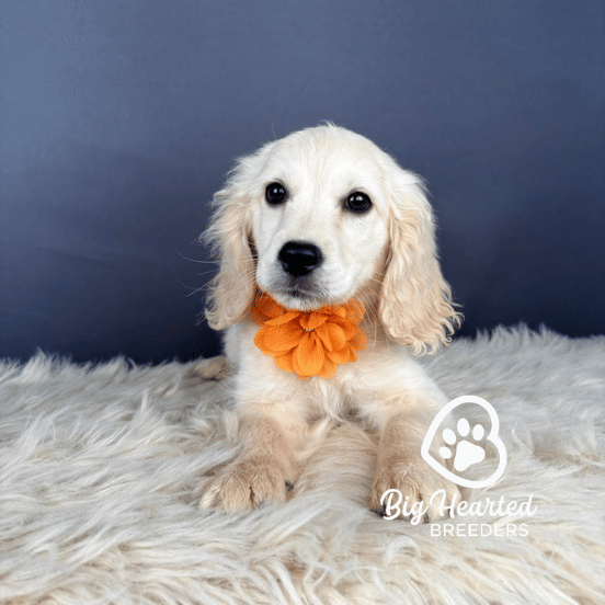 Annette, Mini Golden Retriever Puppy, Big Hearted Breeders