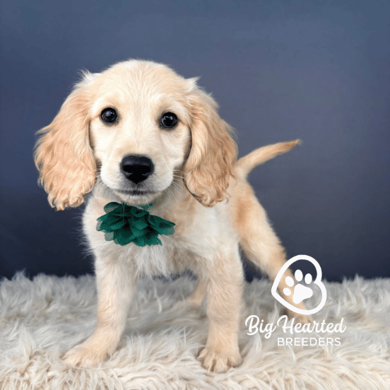 Danielle, Mini Golden Retriever Puppy, Big Hearted Breeders