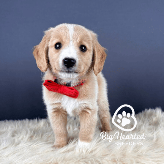 Garnett, Mini Golden Retriever Puppy, Big Hearted Breeders
