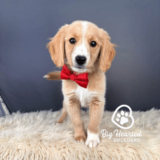 Garnett, Mini Golden Retriever Puppy, Big Hearted Breeders