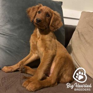 Mini Golden puppy who is sitting in the couch, looking at the camera with a dog smile
