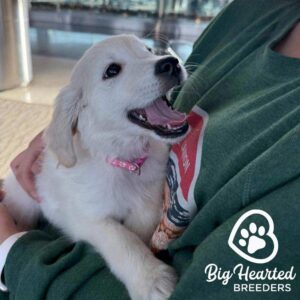 White Mini Golden Retriever looking excited, with his mouth open