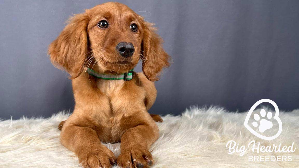 Mini Golden Retriever lying peacefully on a fluffy blanket.